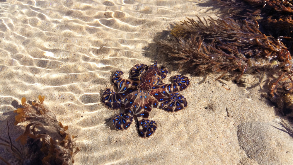 Vivid blue-ringed octopus Vivid blue-ringed octopus with curled tentacles