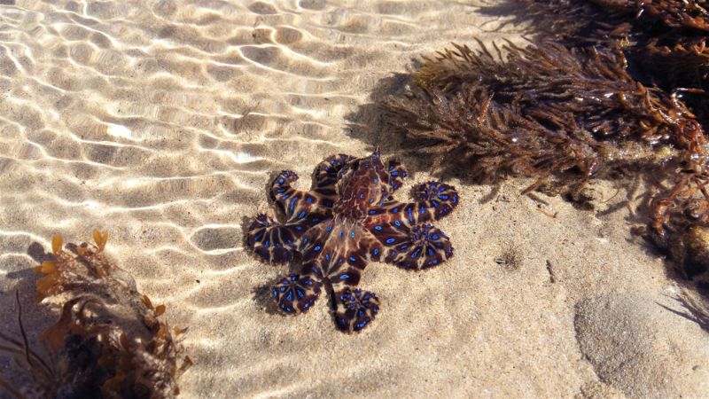 Vivid blue-ringed octopus with curled tentacles