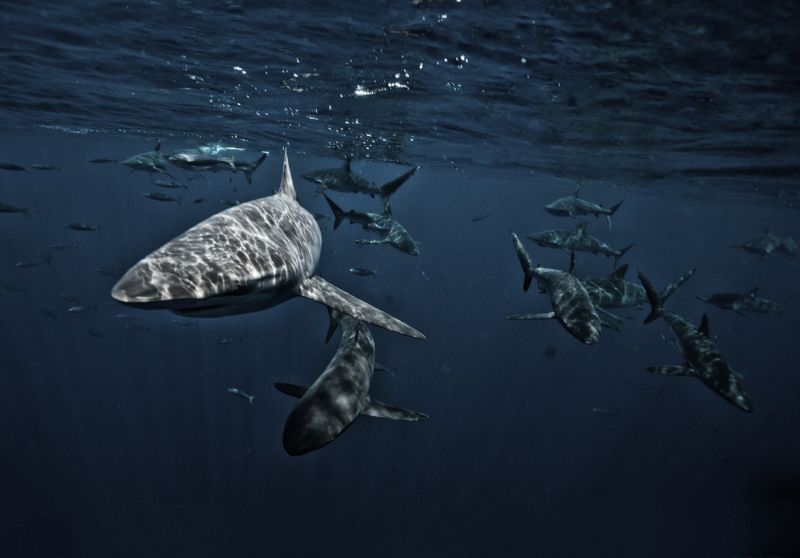 A flock of magnificent bull sharks