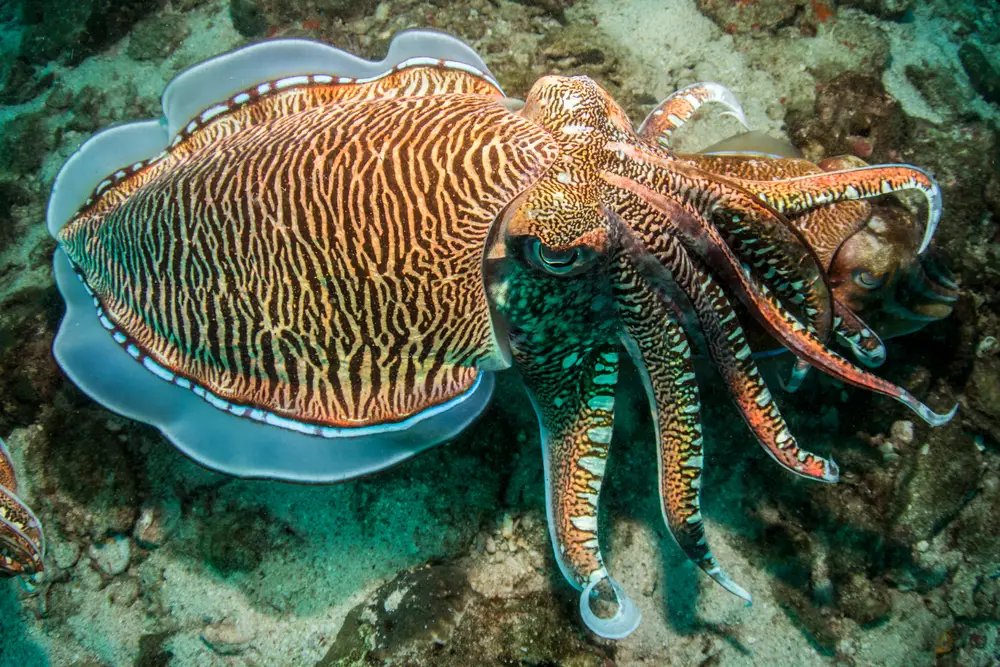 Cuttlefish Cuttlefish