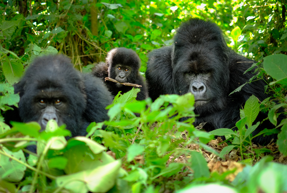 Family of mountain gorillas with a baby gorilla and a silverback posing for picture
