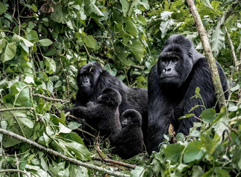 Family of moutanis gorillas, baby, mother and father
