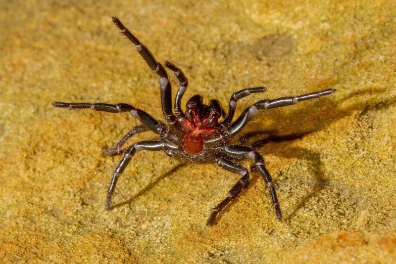 Sydney Funnel-Web Spider in defensive pose