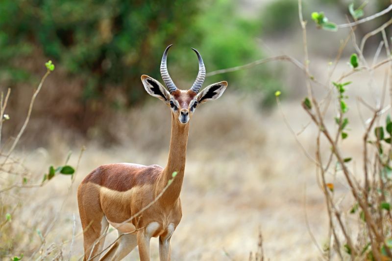 Gerenuk Gerenuk
