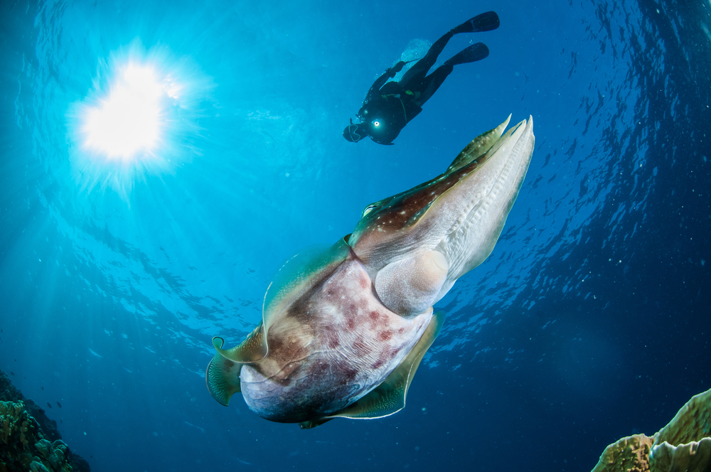 Giant squid Giant squid