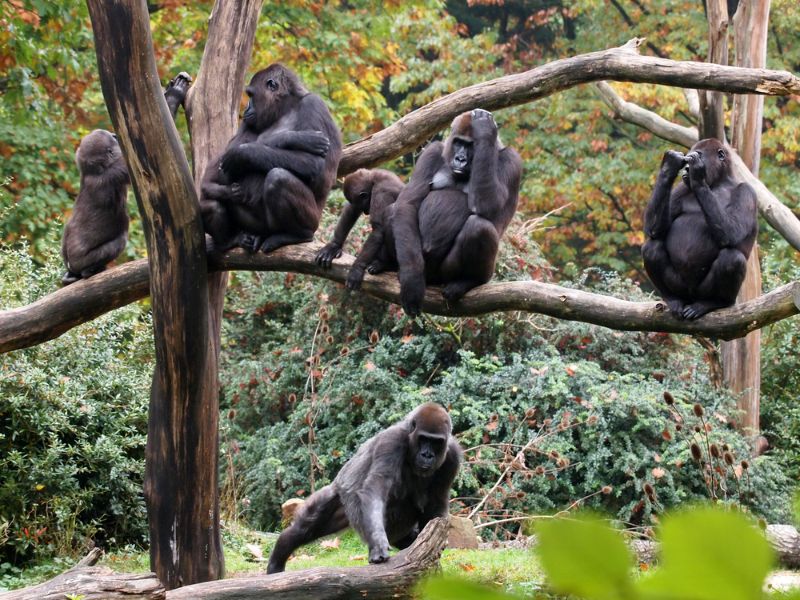 Pack of gorillas