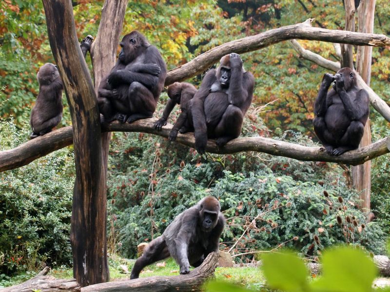 Unleashing the Incredible Strength of Chimpanzees: Secrets of the Mighty Primates Revealed 2 Pack of gorillas