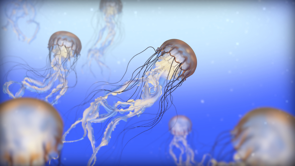 A group of beautiful jellyfish floating in the sea