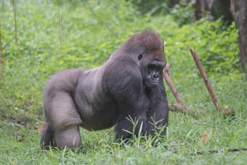 Leader of Lowland Western Gorilla Leader of Lowland Western Gorilla