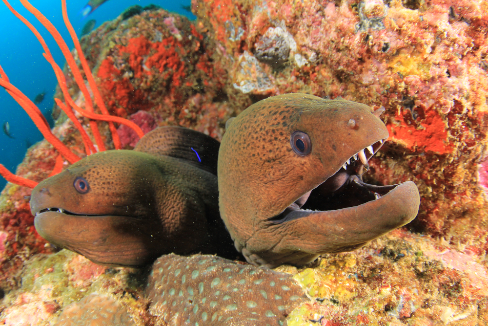 Pair Giant Moray Eels Pair Giant Moray Eels