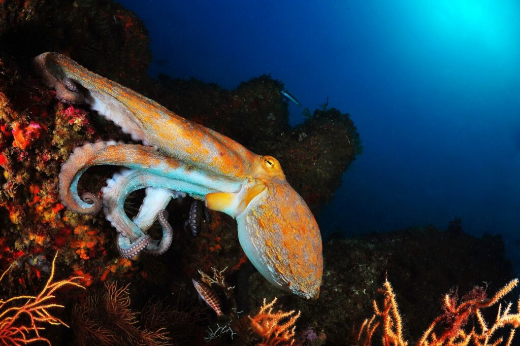 Octopus Octopus