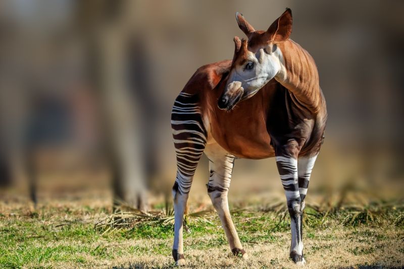 Okapi Okapi in the wild
