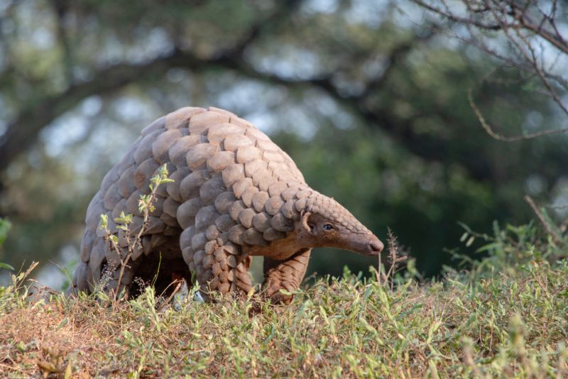 Pangolin Pangolin walking on the grass