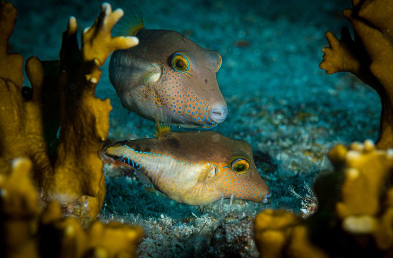 Pufferfish underwater