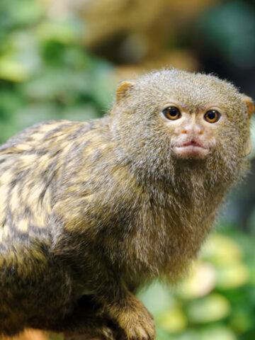 Pygmy Marmoset on top of the branch of a tree
