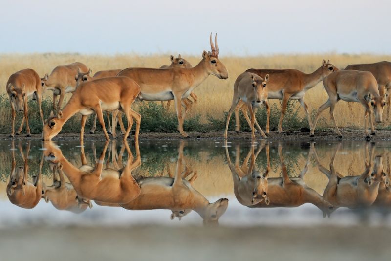 Herd of saiga antelope