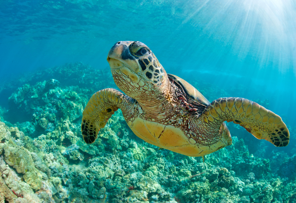 Sea turtle close up