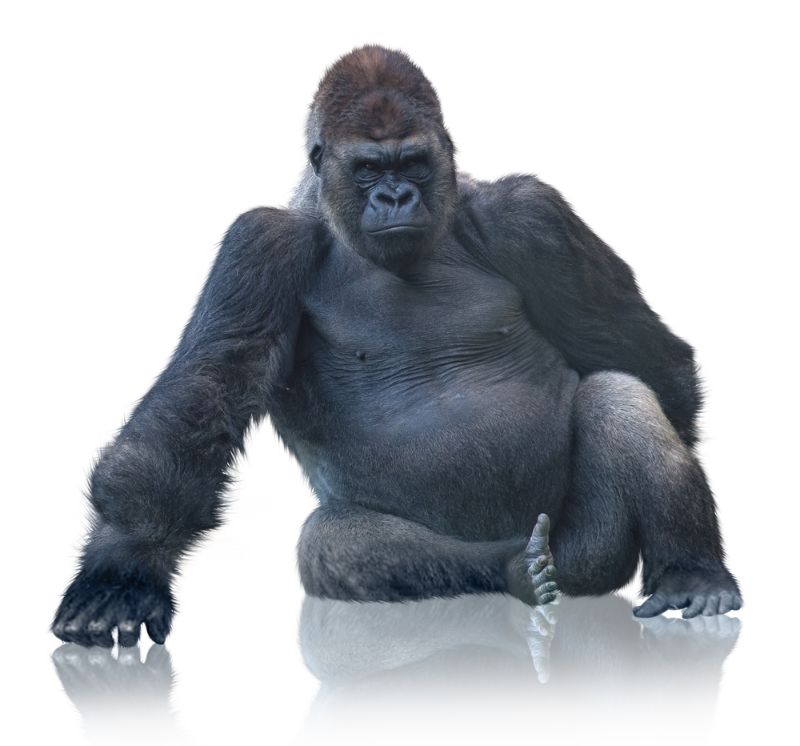 Silverback Gorilla Sitting Isolated On White Background