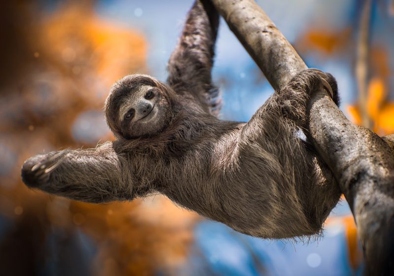 Happy sloth on a branch of a tree