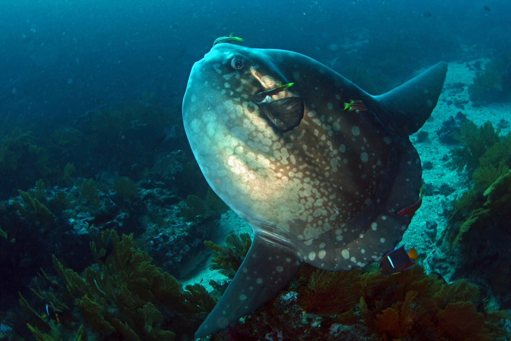 Sunfish Mola Mola Sunfish Mola Mola