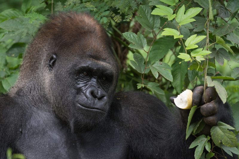 Western Lowland Silverback Gorilla Eats Pear