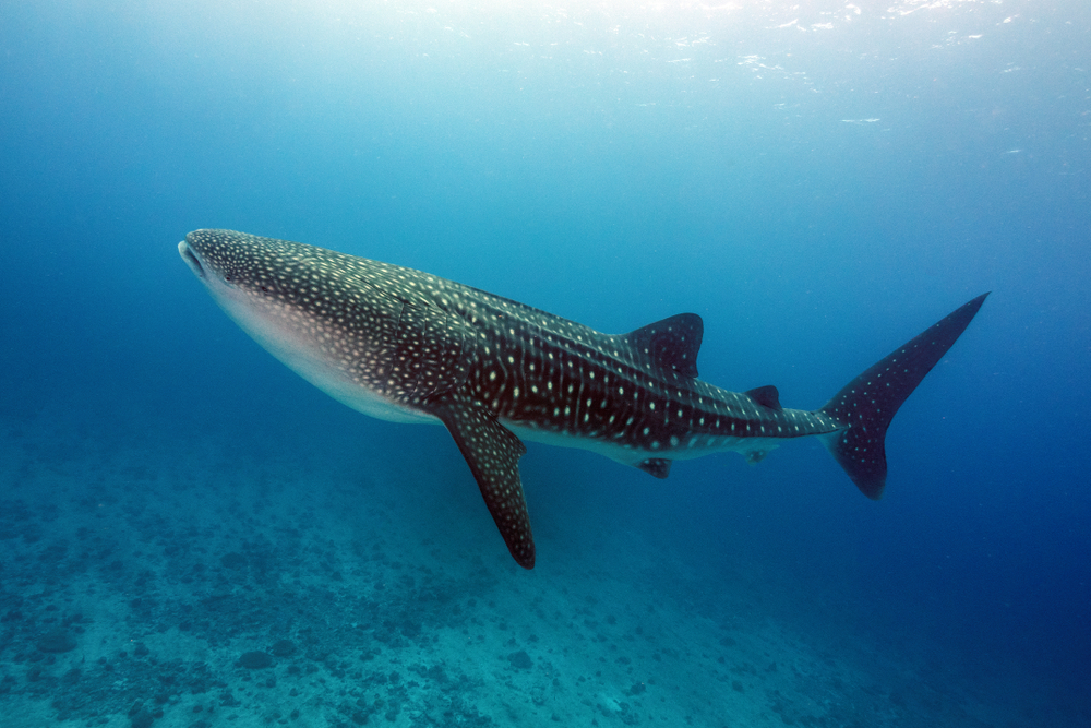 Whale shark Whale shark