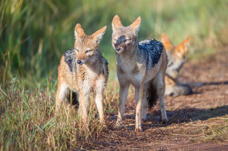 Black Backed Jackals in the Morning Sun
