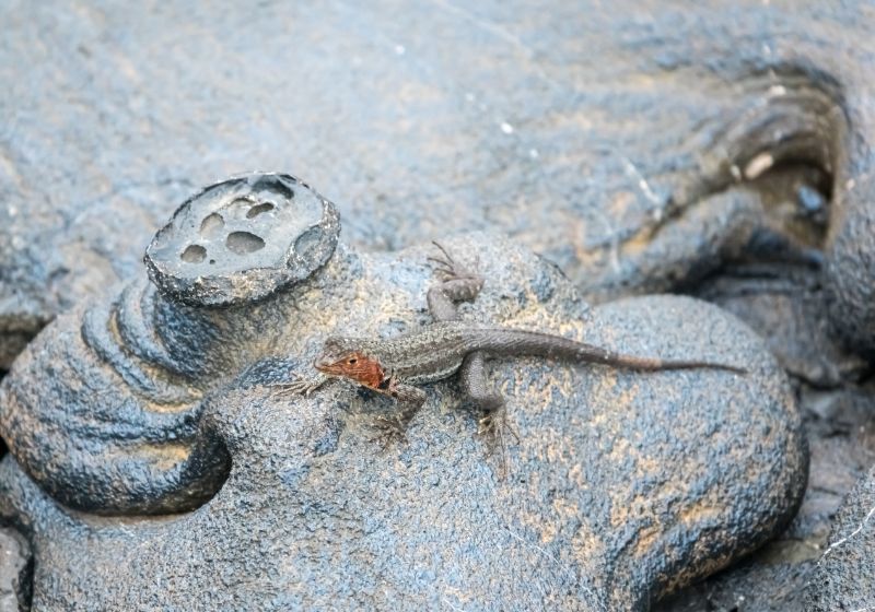 A lava lizard on stunning lava rock formations 