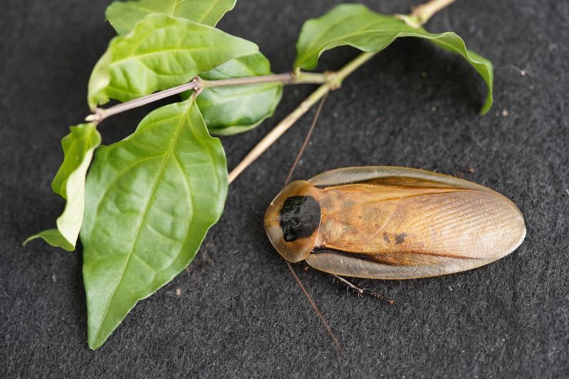 American cockroach feeding on a leaf