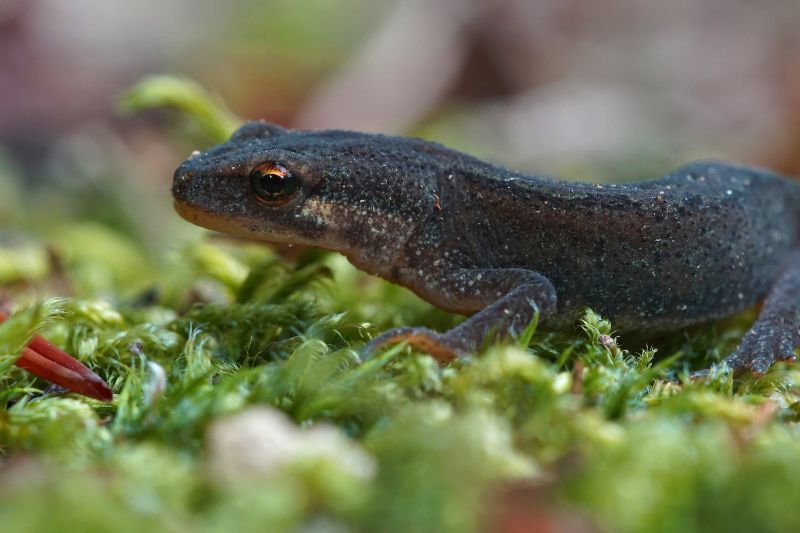 Female black newt in close up