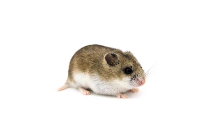 Chinese hamster white background