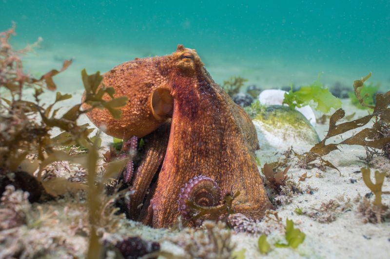 Close up of a common octopus underwater