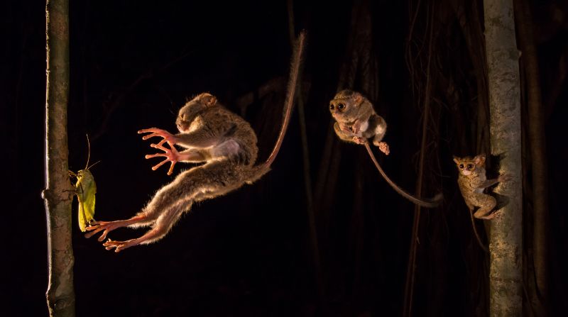 Composite photo of tarsier jumping onto katydid