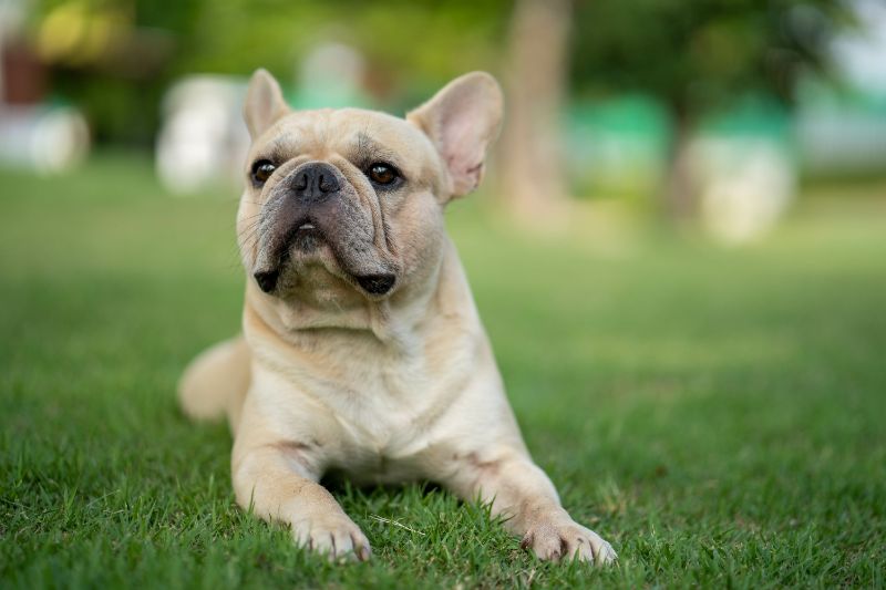 Cute french bulldog is playing sitting down in the park