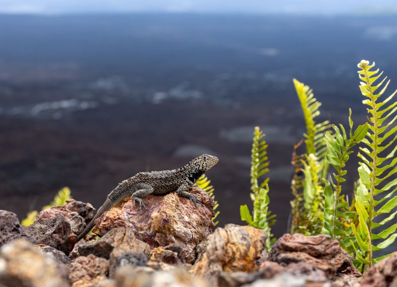 Galapagos Lava Lizard at Sierra Negra