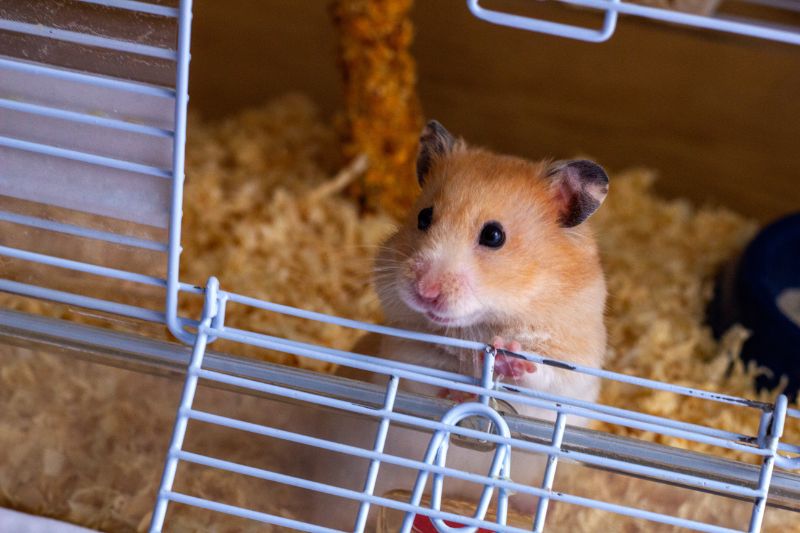 Hamster Chomik