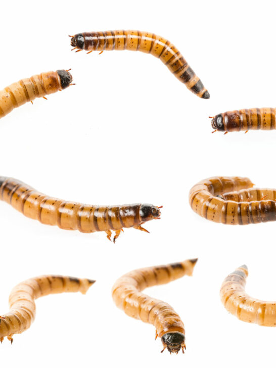 The Fascinating Life Cycle of Mealworms: A Closer Look at Nature’s Helpful Decomposers