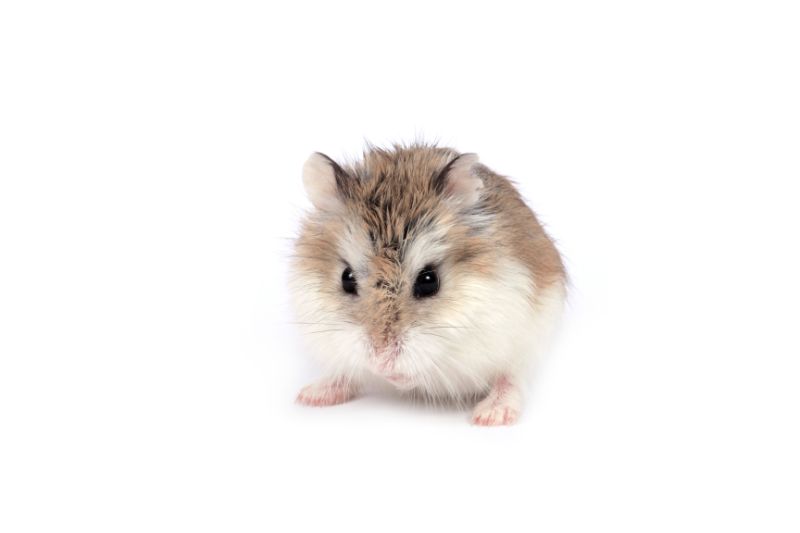 Cute Roborovski hamster
