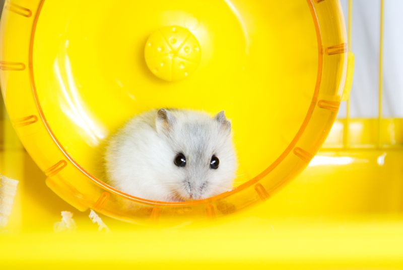 Russian campbell on a hamster wheel