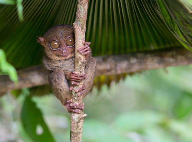 Smiling cute tarsier sitting on a tree