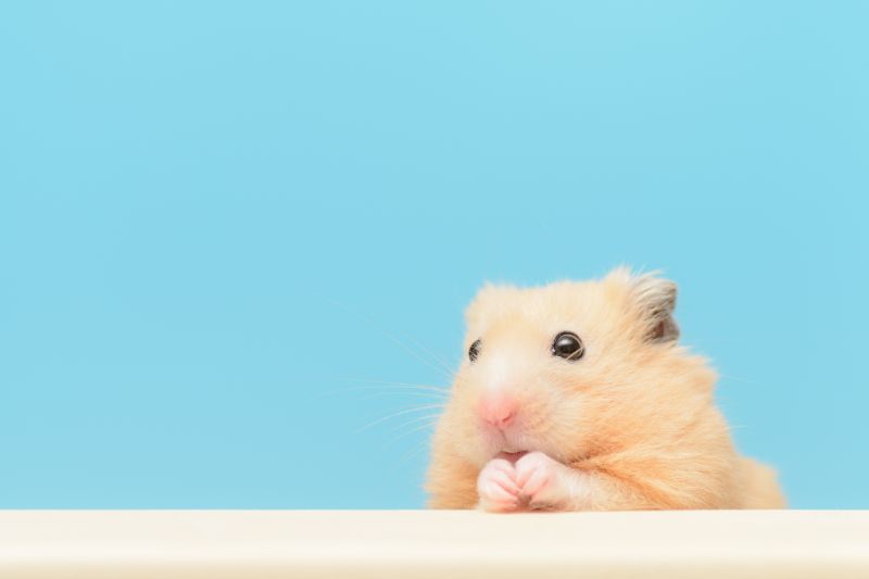 Super cute hamster