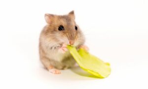 Tiny Syrian hamster eating dried fruit