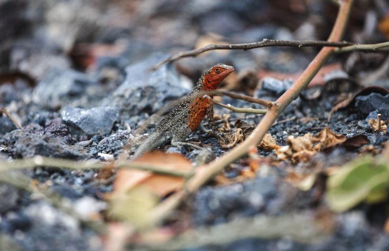 The Galapagos Lava Lizard resting on a volcanic rock