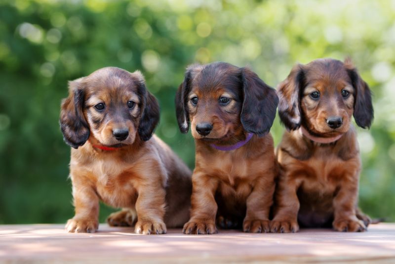 Three adorable dachshund puppies
