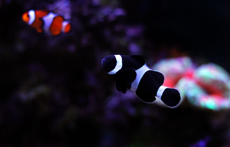 Black Ocellaris clownfish in aquarium