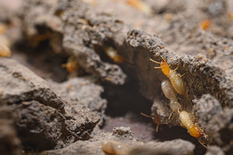 Close-up of worker termites on the forest floor