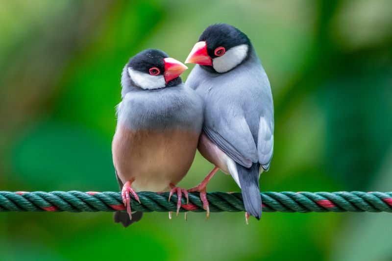 The Ultimate Guide: Tips for Selecting the Best Finch Food 3 Java rice sparrow