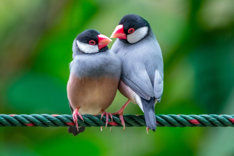 Java rice sparrow