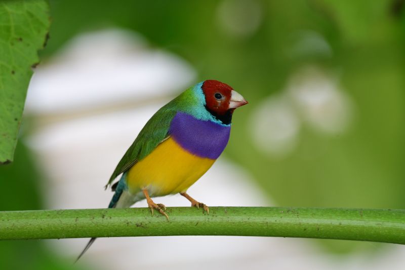 Lady Gouldian finch