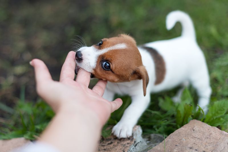 Puppy biting